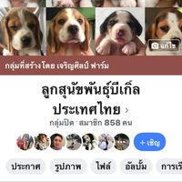 ลูกสุนัขบีเกิ้ลประเทศไทย