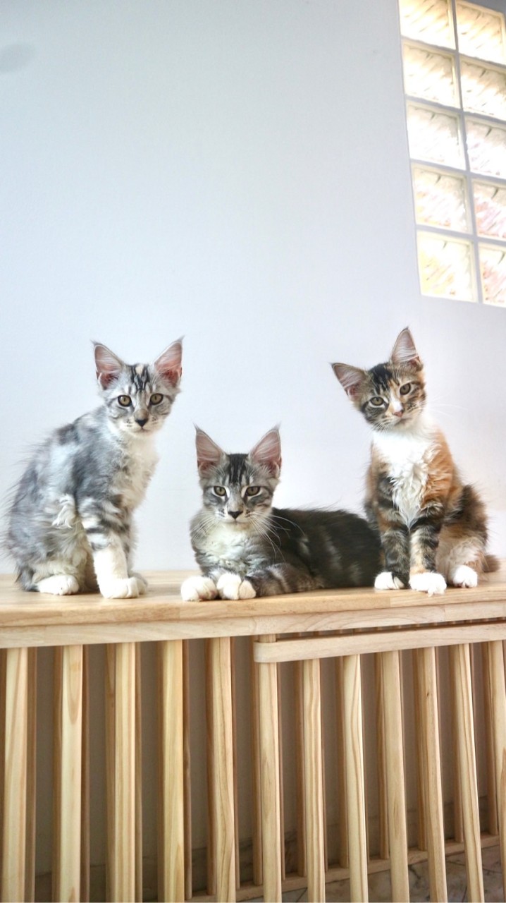 Lullaby maincoon’house