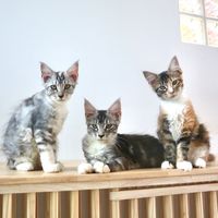 Lullaby maincoon’house