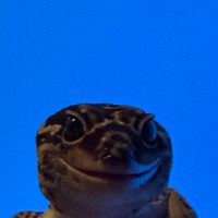 兩棲爬蟲群組/分享各種爬蟲☆*:.｡.