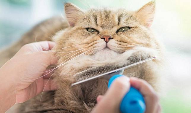 6 Tips Menjaga Rumah Tetap Bersih Saat Memelihara Hewan Peliharaan Di Dalam Rumah Pintarpet Line Today