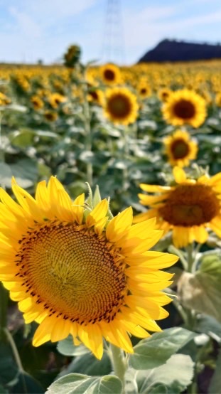 静岡県　同世代　趣味で楽しむ部屋🌻