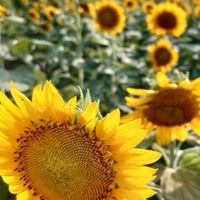 静岡県　同世代　趣味で楽しむ部屋🌻