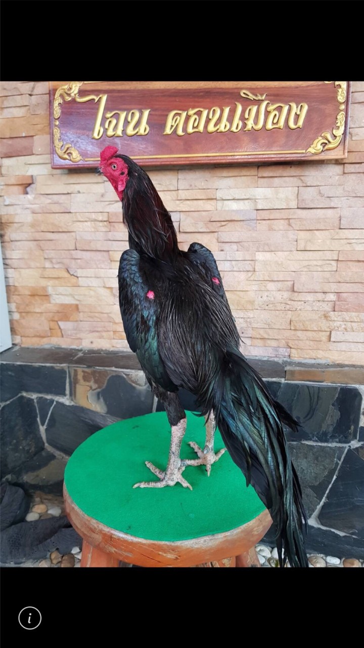KL FARM เจ้าม้าเหล็ก