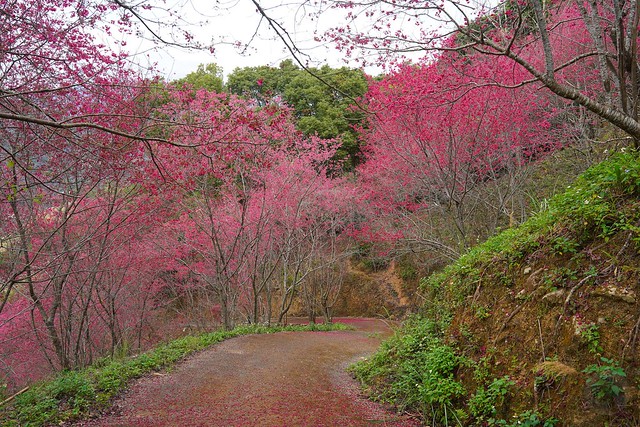北天直轄院櫻花林