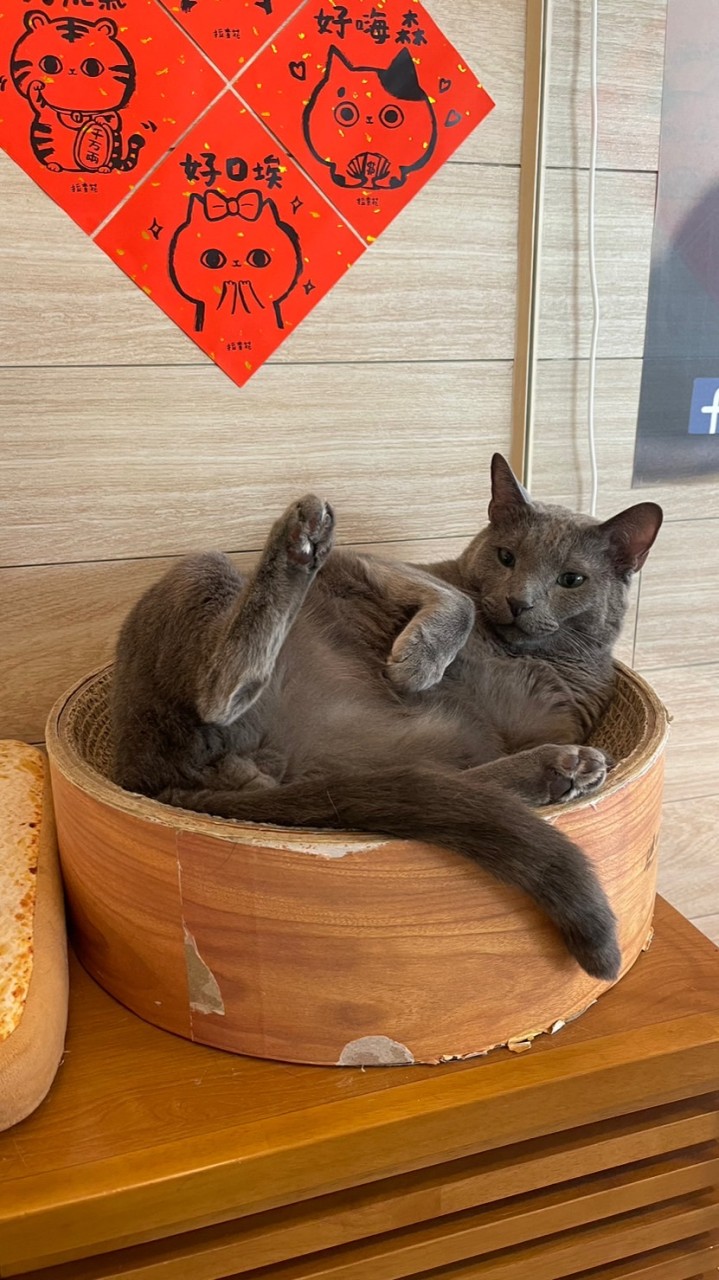 貓欸的貓咪小圈圈