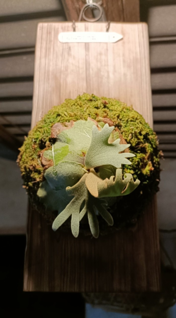 秉峰