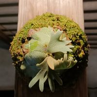秉峰