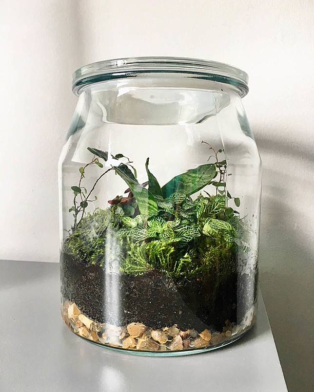 11 Desain Terrarium Yang Memperindah Rumahmu