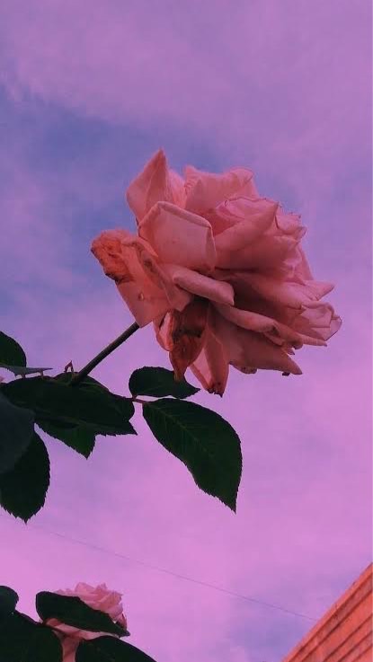 .⋆𝜗𝜚  完全淘汰して ｯ .ᐣ     ⌒ 2j3j也
