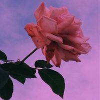 .⋆𝜗𝜚  完全淘汰して ｯ .ᐣ     ⌒ 2j3j也