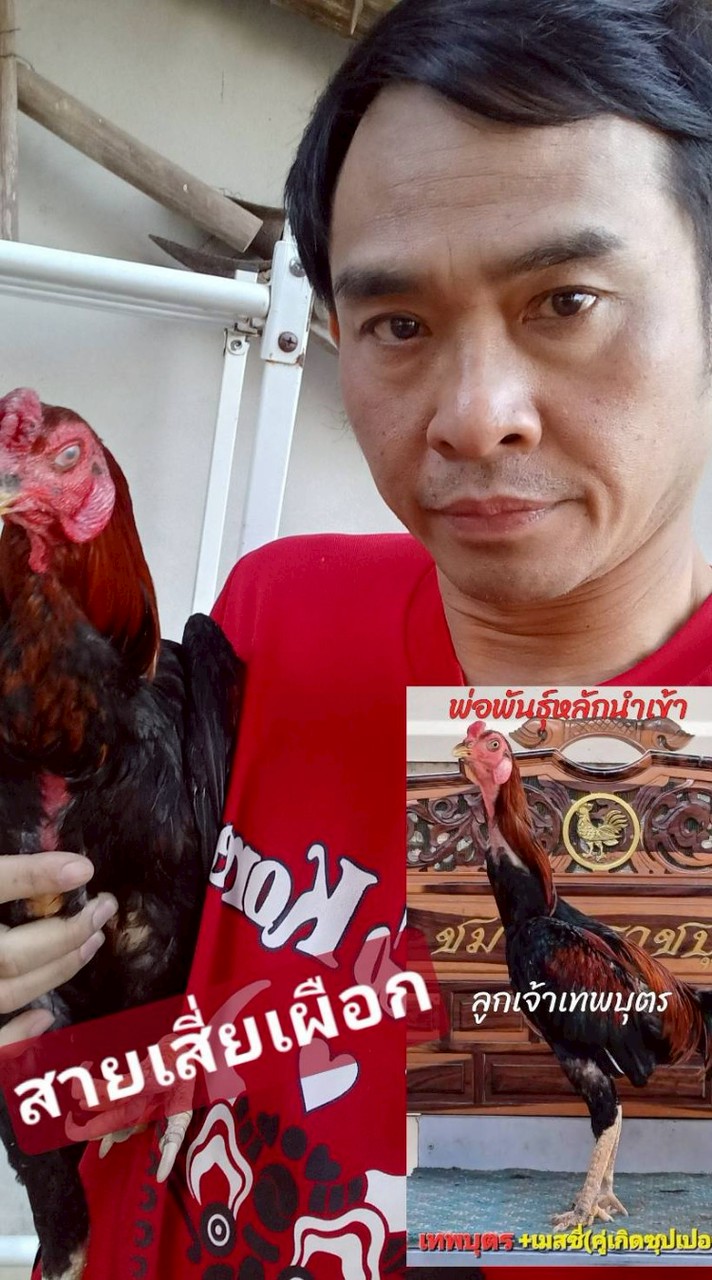 นิ้งโหน่ง ไก่พม่ามีดีที่ตีน