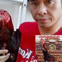 นิ้งโหน่ง ไก่พม่ามีดีที่ตีน
