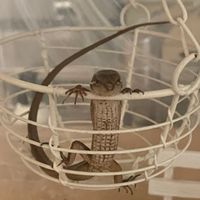 カナヘビについて語ろー！٩( ᐛ )و