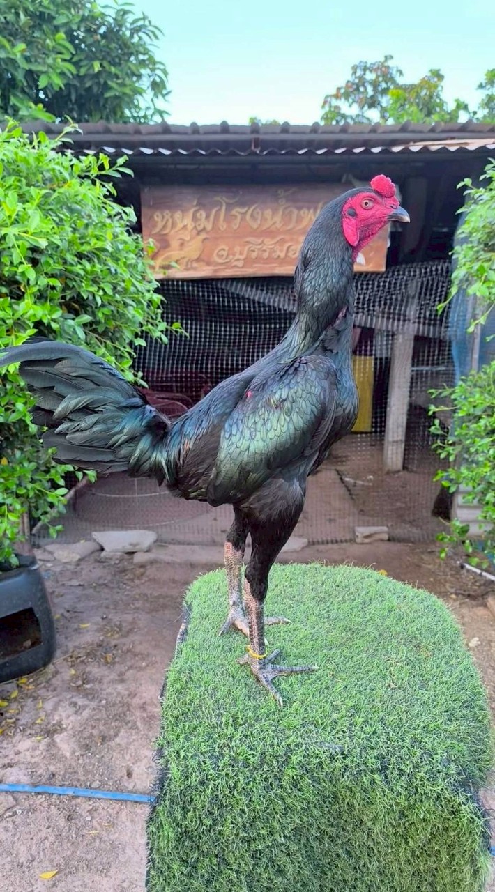 หนุ่มโรงน้ำฟาร์ม จ.บุรีรัมย์