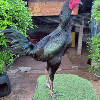 หนุ่มโรงน้ำฟาร์ม จ.บุรีรัมย์