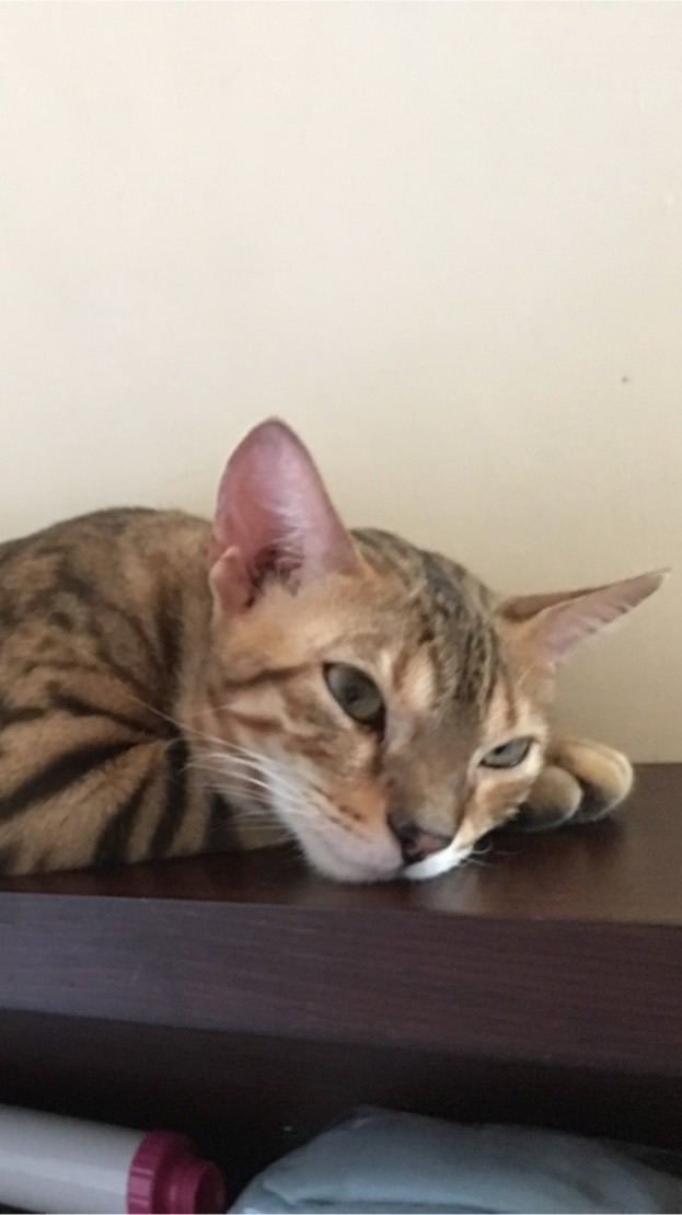 就是要曬貓 私人