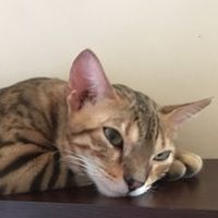 就是要曬貓 私人