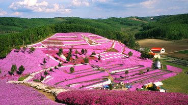 北海道五月三大祭典活動精選！芝櫻祭與拉麵秀讓你一次滿足美食與絕景