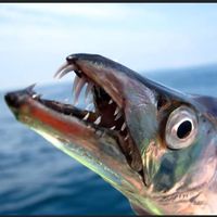 跟阿政船長釣魚趣