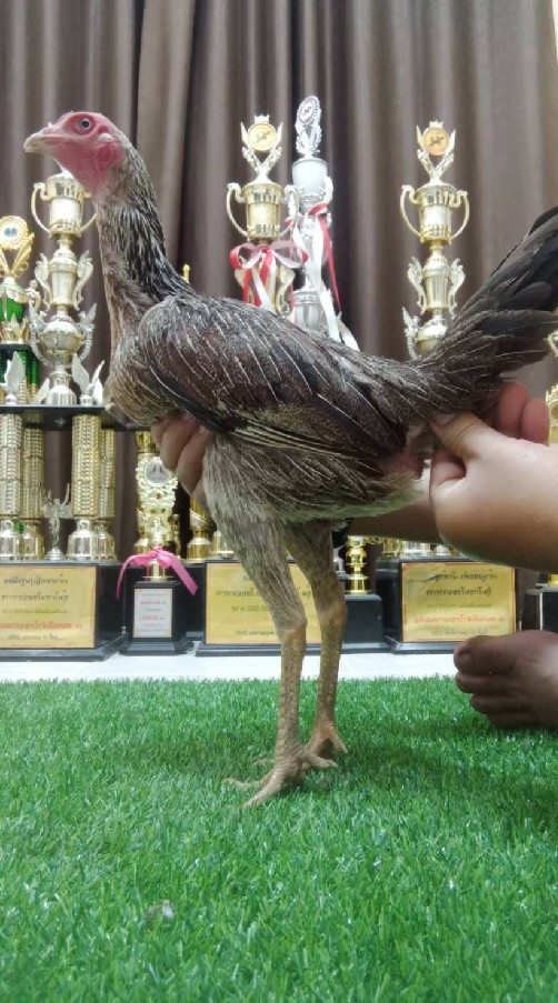 แหล่งขยายพันธุ์ไก่ชนพม่าเยียร์ม้าล่อรำวงต.ชัยรัตน์เชียงใหม่ฟาร์ม