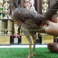 แหล่งขยายพันธุ์ไก่ชนพม่าเยียร์ม้าล่อรำวงต.ชัยรัตน์เชียงใหม่ฟาร์ม