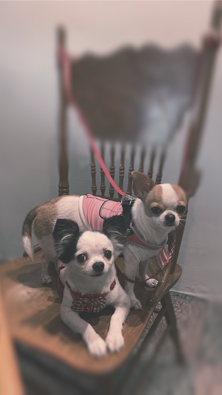吉娃娃🐶好朋友