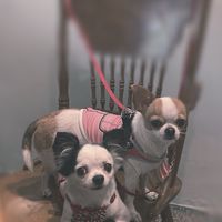 吉娃娃🐶好朋友