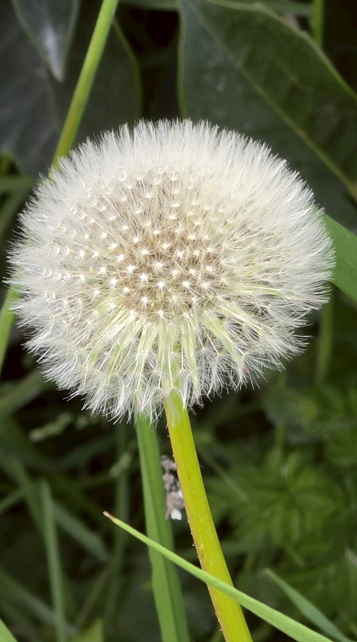 Lily 扭扭棒樂園