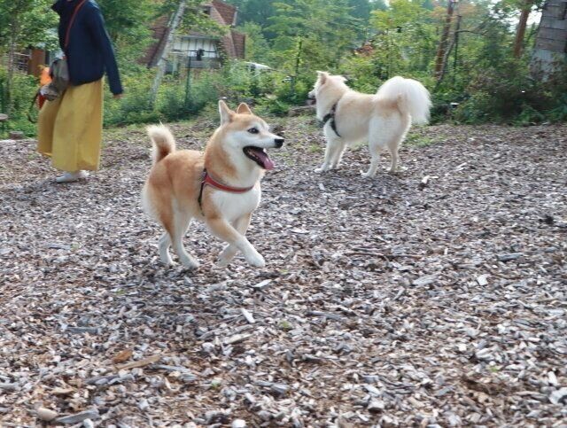 吸い寄せられるように アゴ乗せ するパグ犬 柴犬