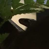 爬虫類、両生類、奇蟲、甲殻類好きな人一緒に話しましょう