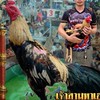 เพชรบ้านดอนป่าก๋อยพัฒนา