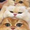 𝜗𝜚แจกอักษรพิเศษคั้ป˚