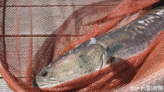 餐廳推出魚虎料理鼓勵漁民捕撈 台灣生活新聞 Line Today