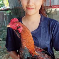 เคที ฟาร์ม ชลบุรี พม่าม้าล่อ ชนสนามจริง
