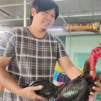 ซุ้มไก่ชนหนุ่มโรงเตี้ยม🐓