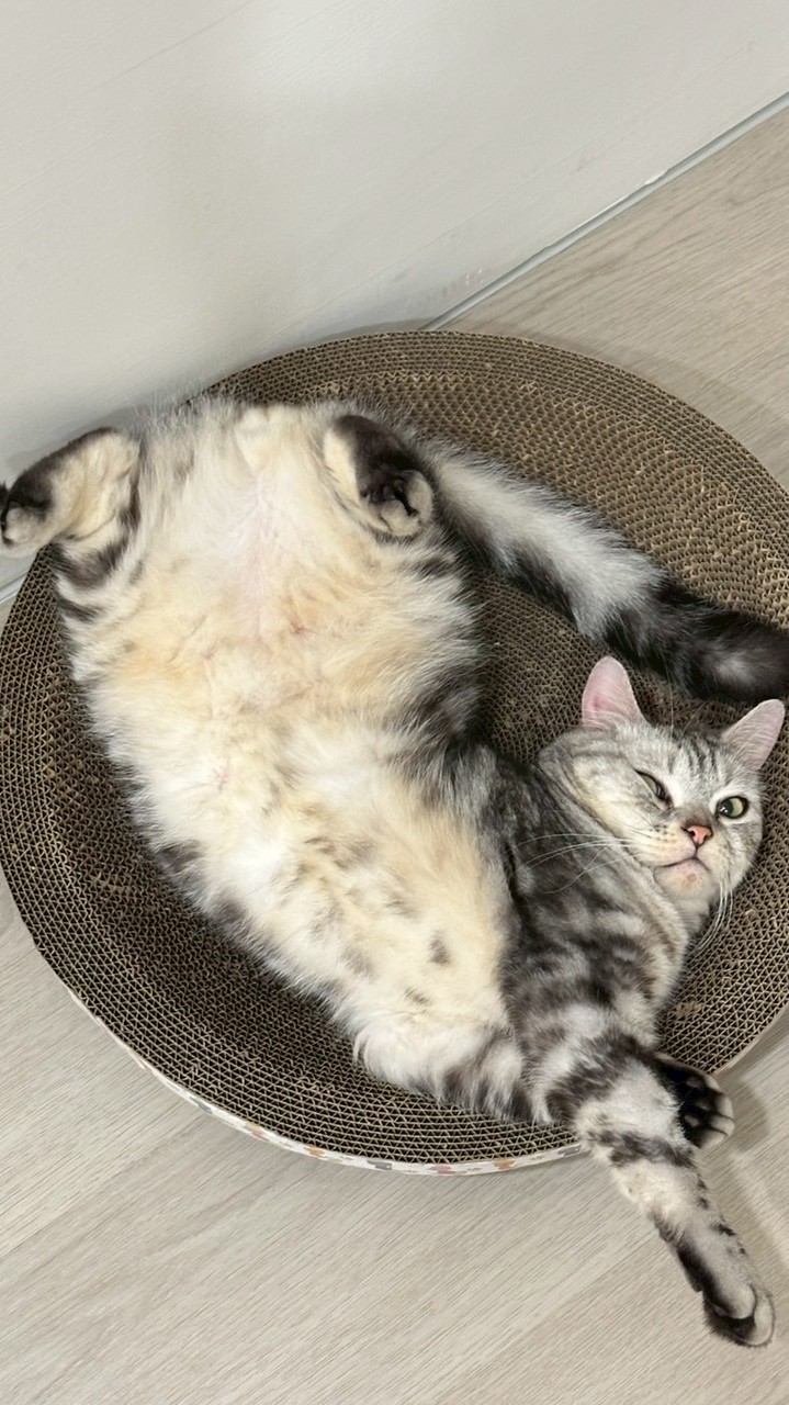 北大帽踢團購群