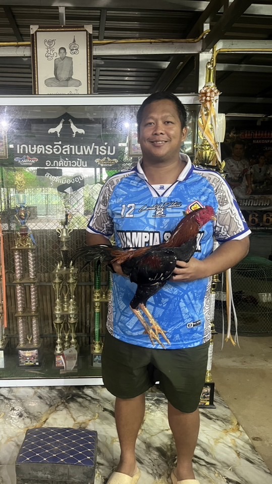 ซื้อขายไก่ชนผ่านกลางเท่านั้น อุบลฯและใกล้เคียง โดยครูอั้ม