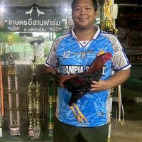 ซื้อขายไก่ชนผ่านกลางเท่านั้น อุบลฯและใกล้เคียง โดยครูอั้ม