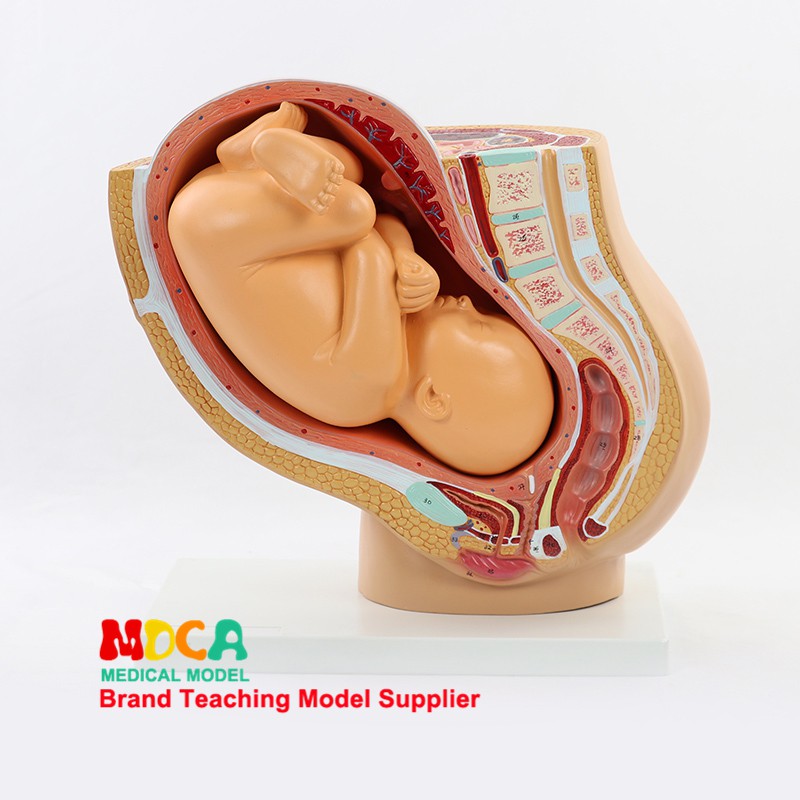 產品型號：MPT002產品尺寸：35.5*23*37cm包裝尺寸：40*40*40cm包裝重量：3.5kg#醫學 #人體 #骨骼 #模型 #骨髓 #關節 #教學 #嬰兒 #胎兒 #醫生 #醫學模型 #