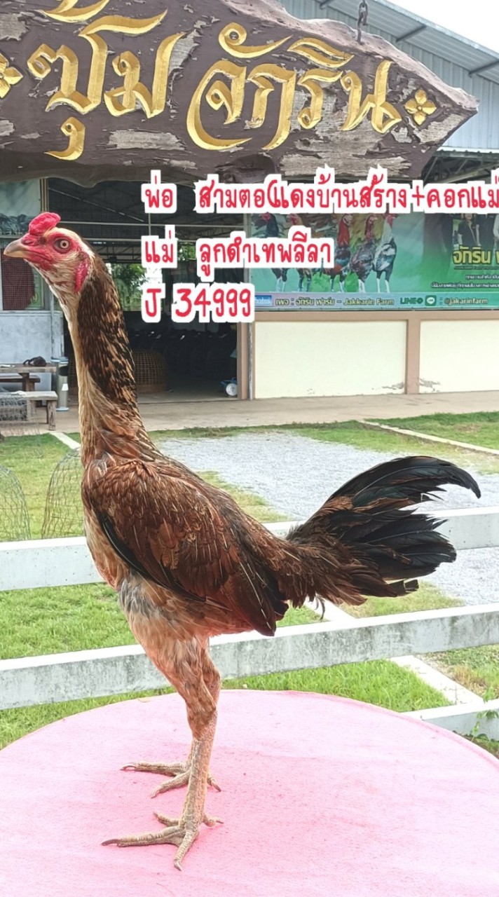 ป.ปินเพชร