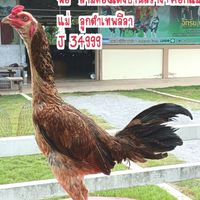 ป.ปินเพชร