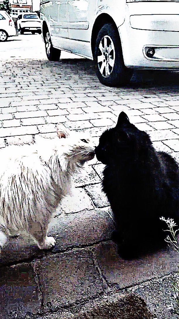 吾輩は、まだ猫である。