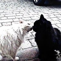 吾輩は、まだ猫である。