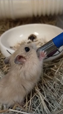 鼠崽崽研究院❤️🐭