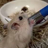鼠崽崽研究院❤️🐭