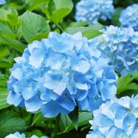 🏮千葉　昼飲み部🏮(30〜50代中心)　雑談　情報交換　初心者歓迎です🔰