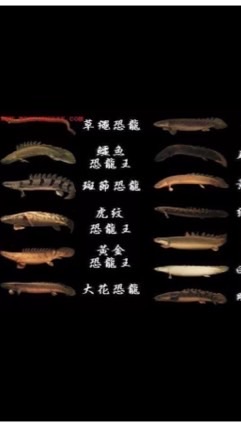 Cheap水族競標