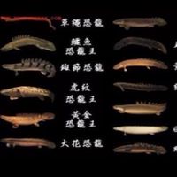 Cheap水族競標