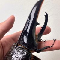 鞘翅文庫Coleoptera Diary